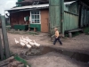 siberia-little-boy-following-geese_0