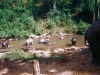 thailand-elephants-in-thai-jungle_0